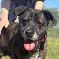 Boris, dog to adopt