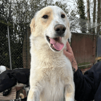 Dallas, dog to adopt