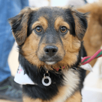 Sherman, dog to adopt