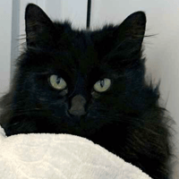 Cat, female cat to adopt