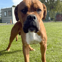 Monty, dog to adopt
