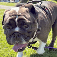 Winnie, female dog to adopt