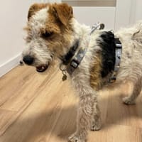 Astra, suczka do adopcji