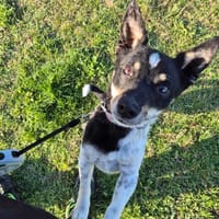 Kiwi, suczka do adopcji