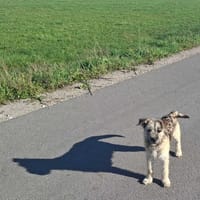 Horacy, pies do adopcji