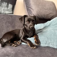 Nero, pies do adopcji