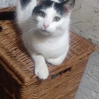 Rózia, kotka do adopcji