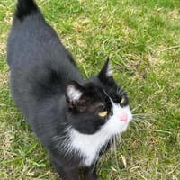 Felicja, kotka do adopcji