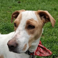 KARA, FEMELLE BERGER CRÉOLE, blanche et fauve, chienne à adopter