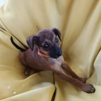 NEYA, CHIOT FEMELLE BERGER CRÉOLE, chienne à adopter