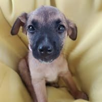 ROOTS, CHIOT MÂLE BERGER CRÉOLE, chien à adopter