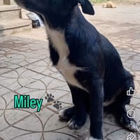 Miley, chien à adopter