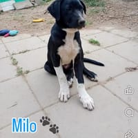 Milo, chien à adopter