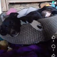 Dana, chienne à adopter