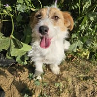 MAGI, chienne à adopter