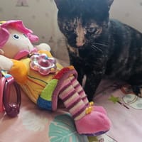 CARI, chatte à adopter