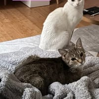 PATTY ET SELMA, chatte à adopter