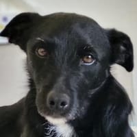 LEMMYwartet bereits in 21075 Hamburg, Hund zur Adoption