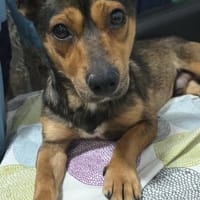 liebevoller Timmy sucht seine Familie 🍀, Hund zur Adoption