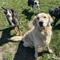 Arco sucht seine Menschen, Hund zur Adoption