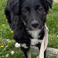 Catla Notfall PLZ 34260, Hündin zur Adoption