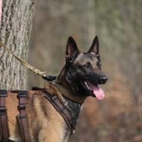Odin sucht seine Menschen, Hund zur Adoption