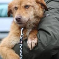 Tintin - kinderlieber Jungrüde, Hund zur Adoption