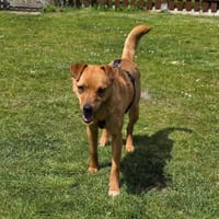 Johny - sucht Geborgenheit 🍀, Hund zur Adoption