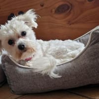Jolie - klein und fein 🍀, Hündin zur Adoption