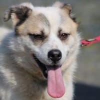 Pinti - goldiger Jungrüde, Hund zur Adoption