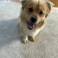 Fips, ein wunderbarer, sehr lieber Rüde, Hund zur Adoption