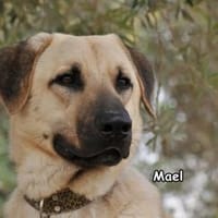 MAEL, Hund zur Adoption