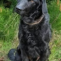 Sehr verträglicher kleiner Hütemix Pino, Hund zur Adoption