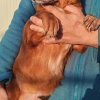Yogi, Herzchen möchte ein schönes Leben, Hund zur Adoption