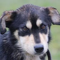 Marlin - kinderlieber, zarter Jungrüde, Hund zur Adoption