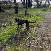 Livia wartet in Norddeutschland!, Hündin zur Adoption