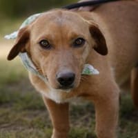 Emanuel wartet ab Mitte Mai in HH, Hund zur Adoption