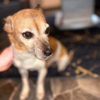 Bella - ist nähebedürftig, Hündin zur Adoption