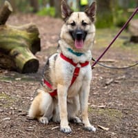 Eugen wartet auf seiner PS in HH!, Hund zur Adoption