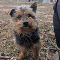 Alex wartet ab Mitte Mai in Münster, Hund zur Adoption