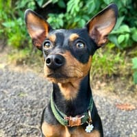 Bandit - freundlich&charmant, Hund zur Adoption