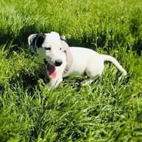 Calimero sucht ein Zuhause, Hund zur Adoption