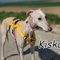 Die bezaubernde Kiska, Hündin zur Adoption