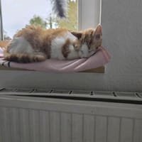 Mogli (mecho) m ~ 6 Jahre sucht Balkon, Kater zur Adoption