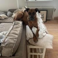 Moritz - aktiver Rüde sucht Kuschelkorb, Hund zur Adoption