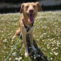 Die süße Polola, Hündin zur Adoption