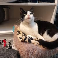 Zoe sucht ihren Kuschelplatz, Katze zur Adoption
