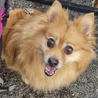 Spitz-Hündin NELLI sucht ihr Zuhause, Hündin zur Adoption