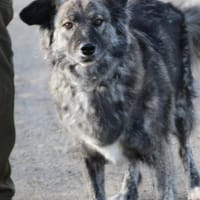 Sira - zutraulich u. verschmust, Hündin zur Adoption