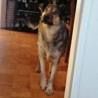 Liebe Hundeomi KATE sucht ♥, Hündin zur Adoption